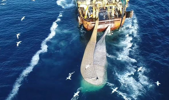 Anne Hillina: Sea Shepherd filmed the trawler's operations