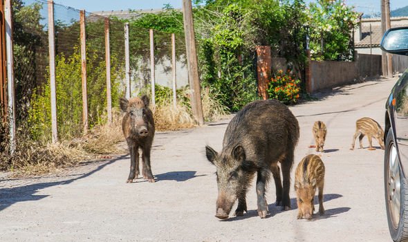 Wild boars at Barcelona's Carretera de las Aguas
