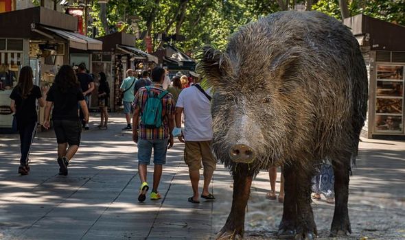 Barcelona's Ramblas and a wild boar