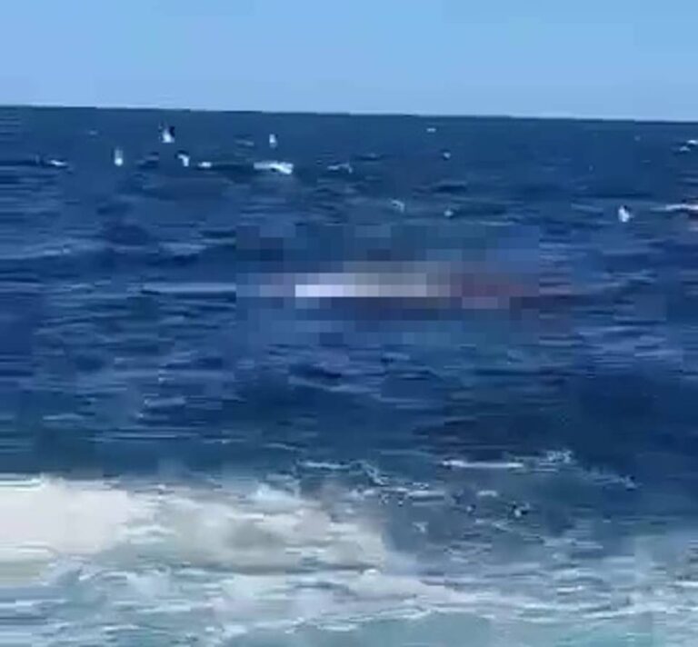 Horrifying Last Moments Of Swimmer Who Was Eaten Alive By A 14FT Great ...